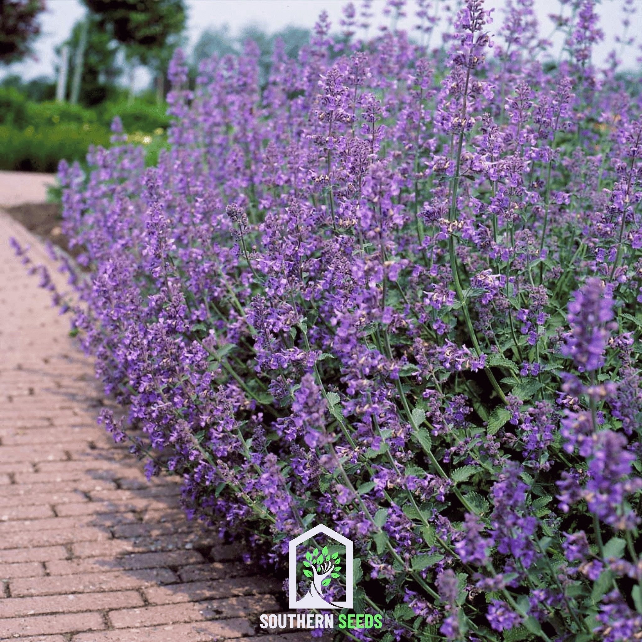 Catmint – 100 Seeds Southern Seeds