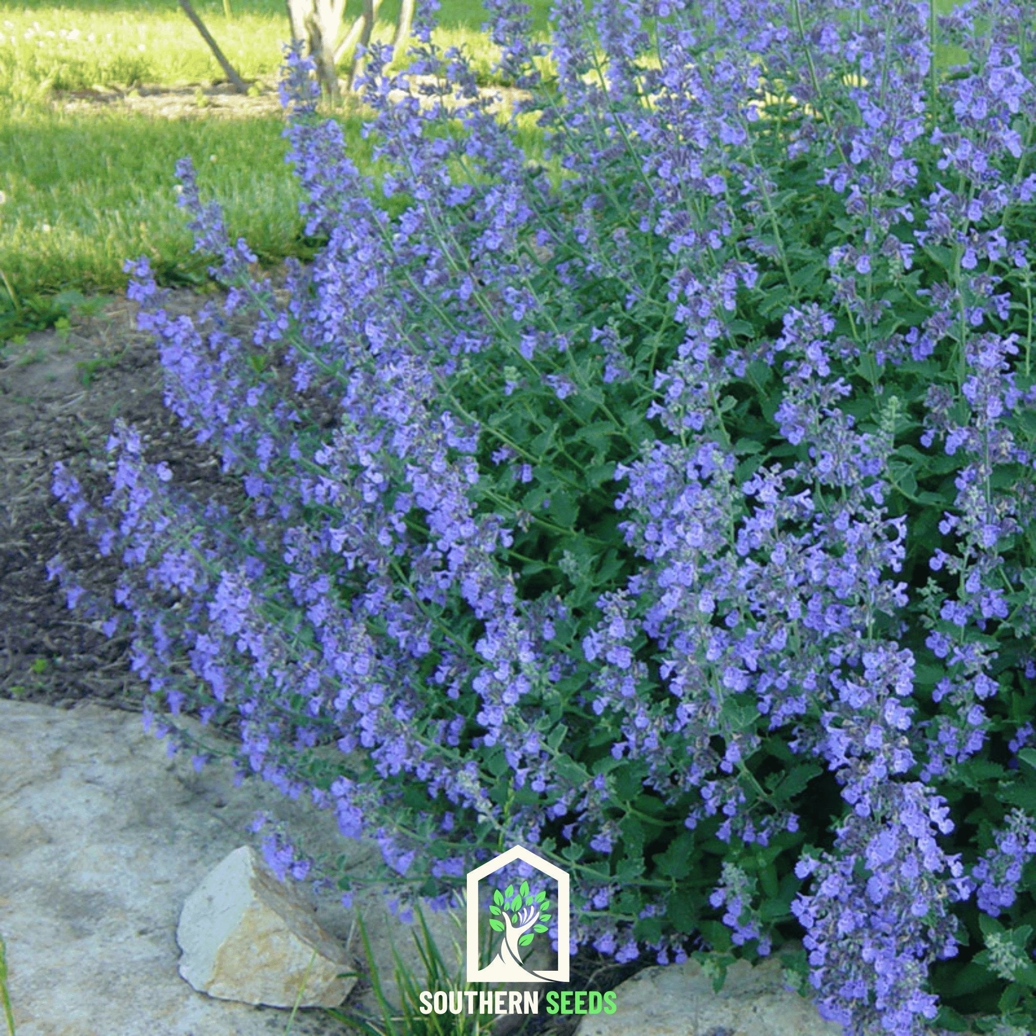 Catmint – 100 Seeds Southern Seeds