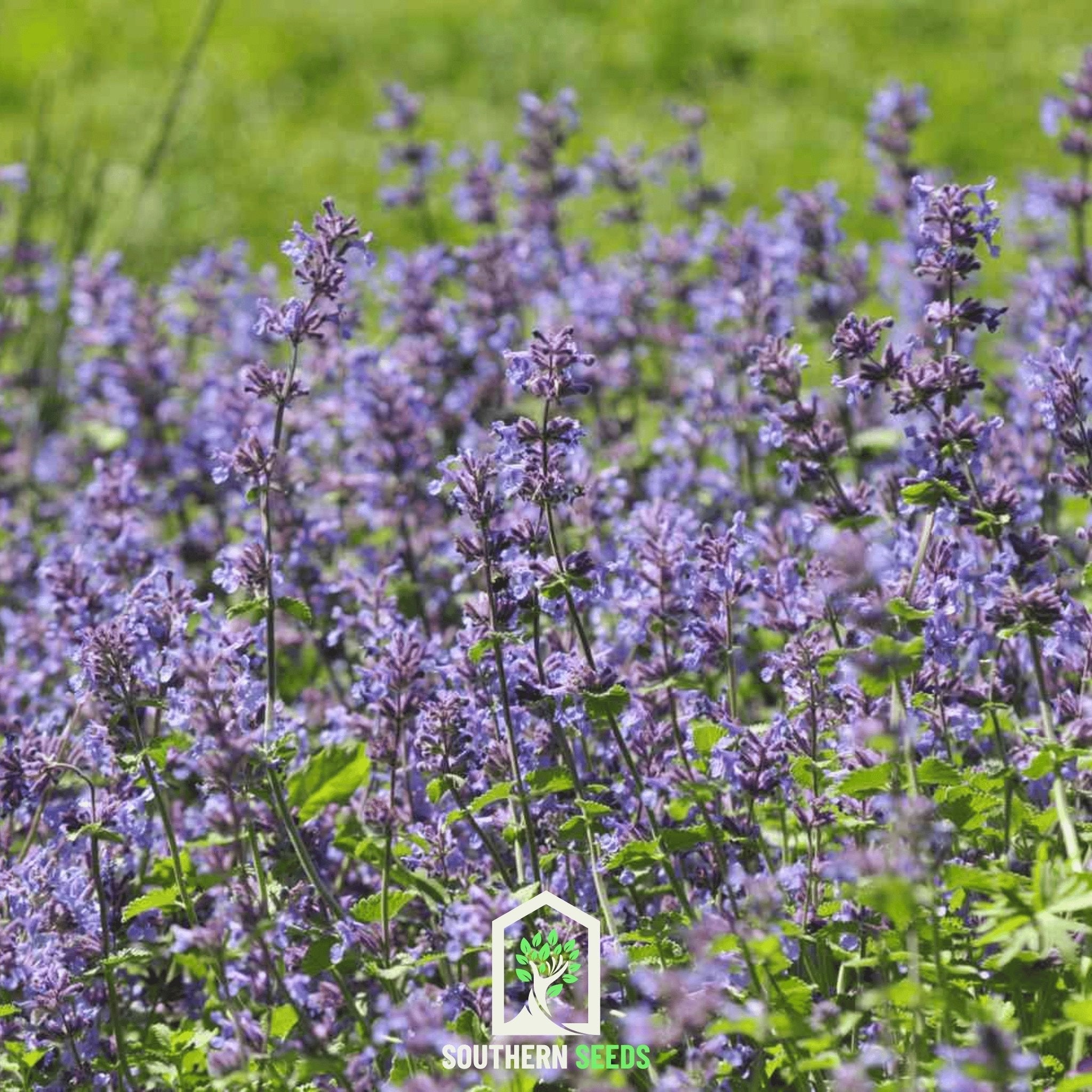 Catmint – 100 Seeds Southern Seeds