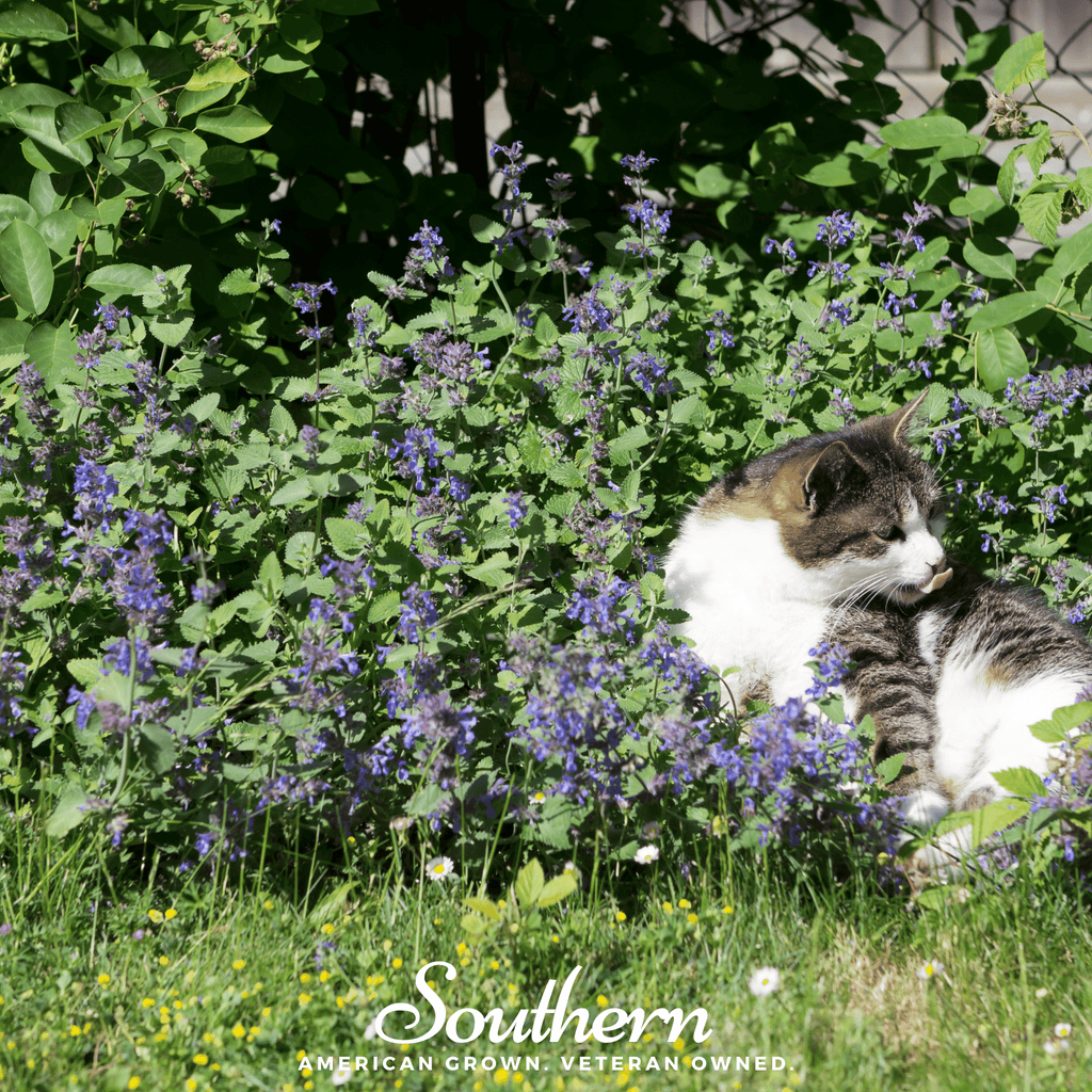 Lemon Catnip – 250 Seeds Southern Seeds