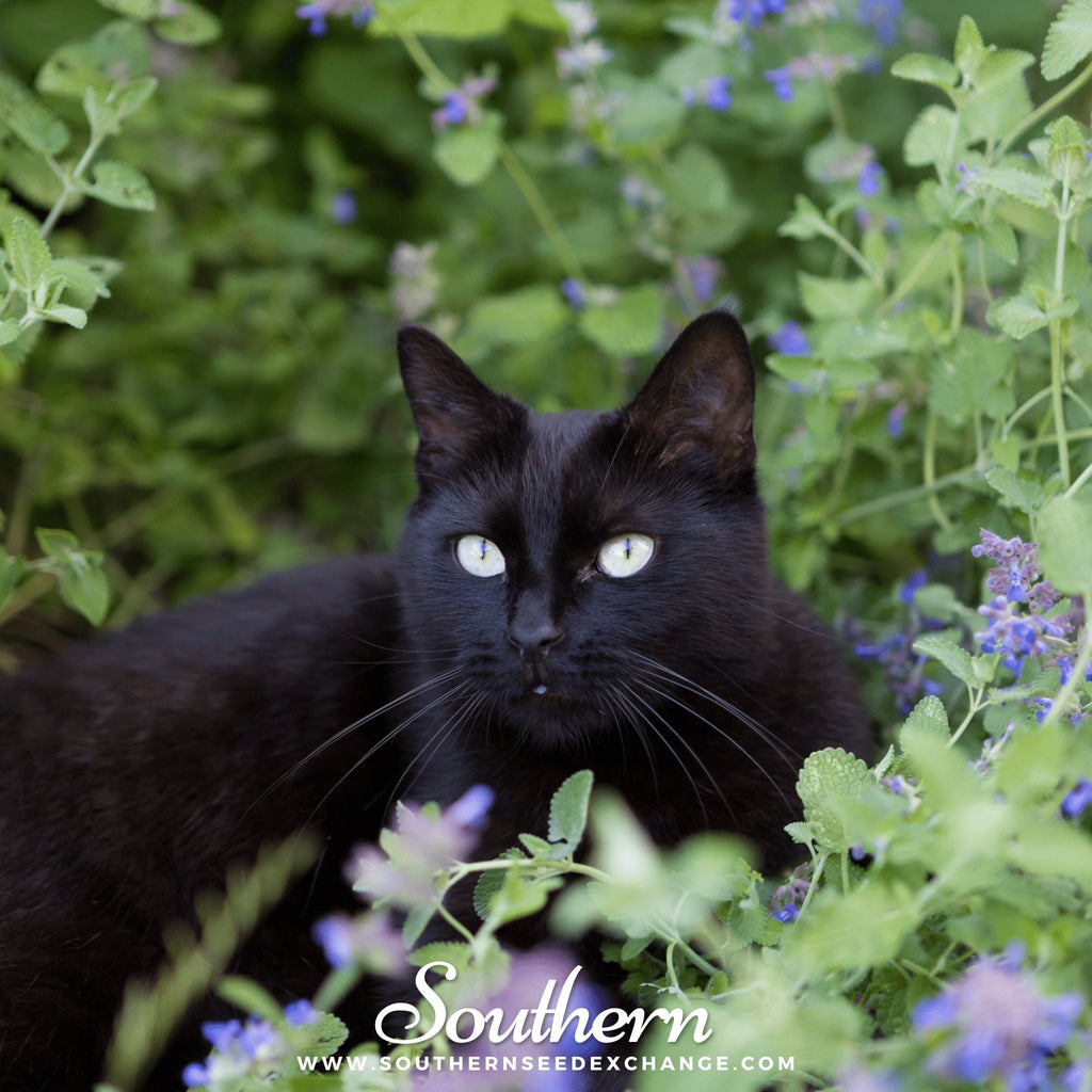 Catnip – 250 Seeds Southern Seeds