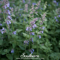 Catnip – 250 Seeds Southern Seeds