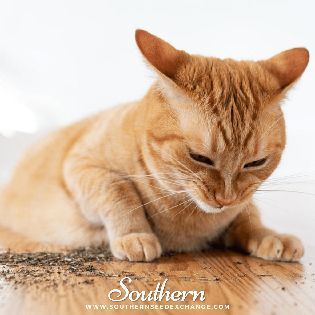 Catnip – 250 Seeds Southern Seeds