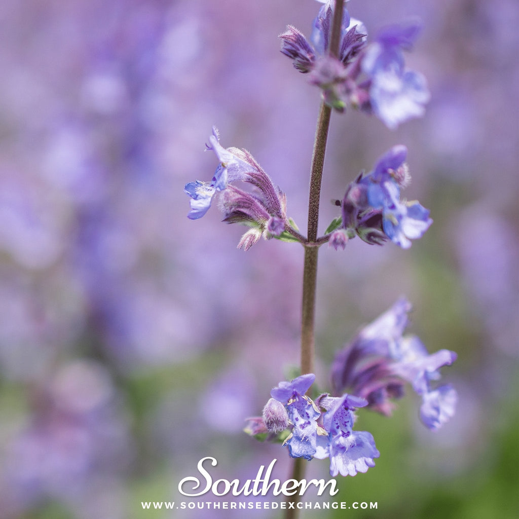 Catnip – 250 Seeds Southern Seeds