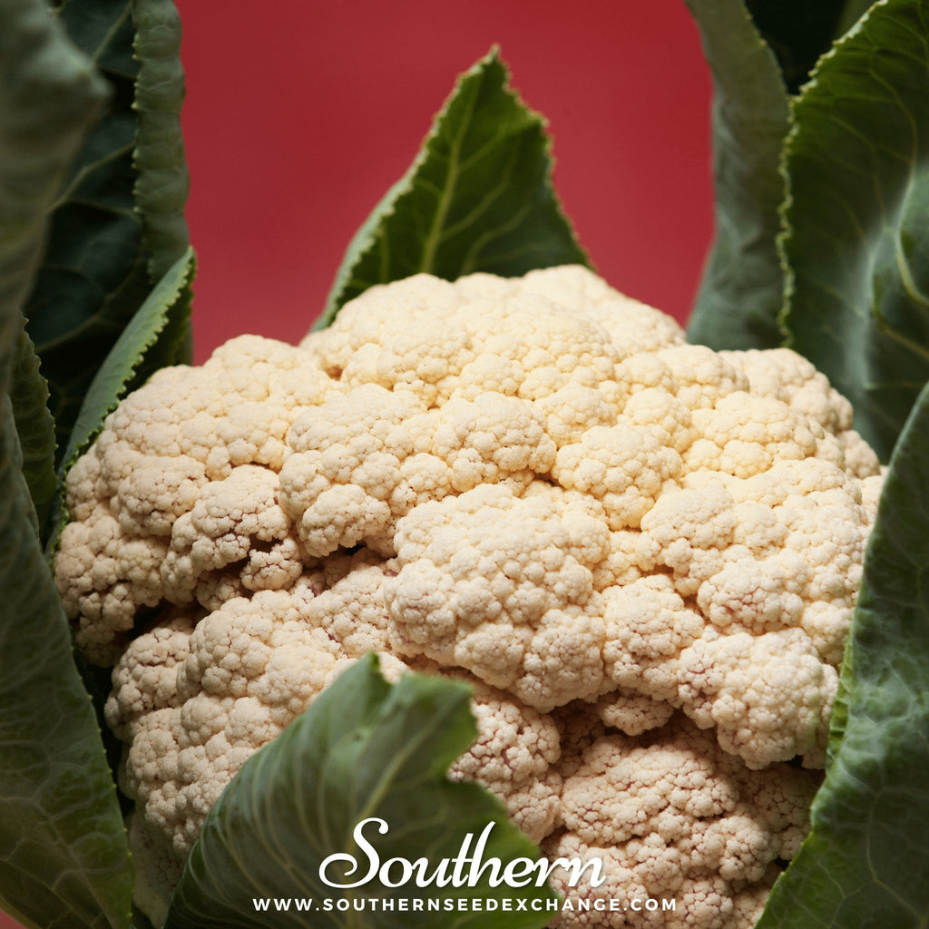 Snowball Y Improved Cauliflower – 200 Seeds Southern Seeds