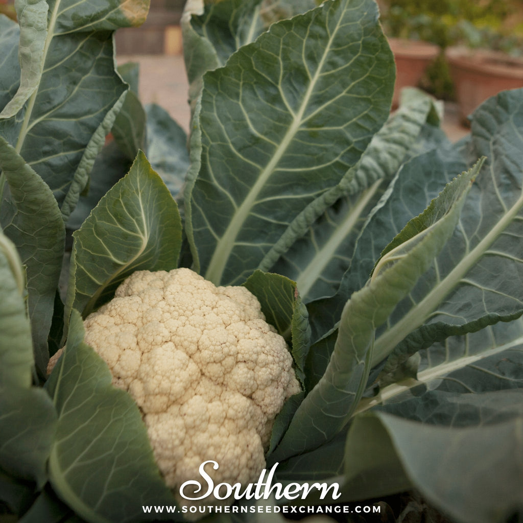Snowball Y Improved Cauliflower – 200 Seeds Southern Seeds