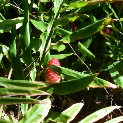 Hawaiian Awapuhi Shampoo Ginger Plant Rhizomes Starter Kit - 2 Rhizomes, Ideal for Cultivating Awapuhi Plant, Perfect Shampoo Ginger Rhizomes for Garden Enthusiasts and Beginners Quailz.com by Undique LLC