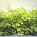 Cutting Celery – 200 Seeds Southern Seeds