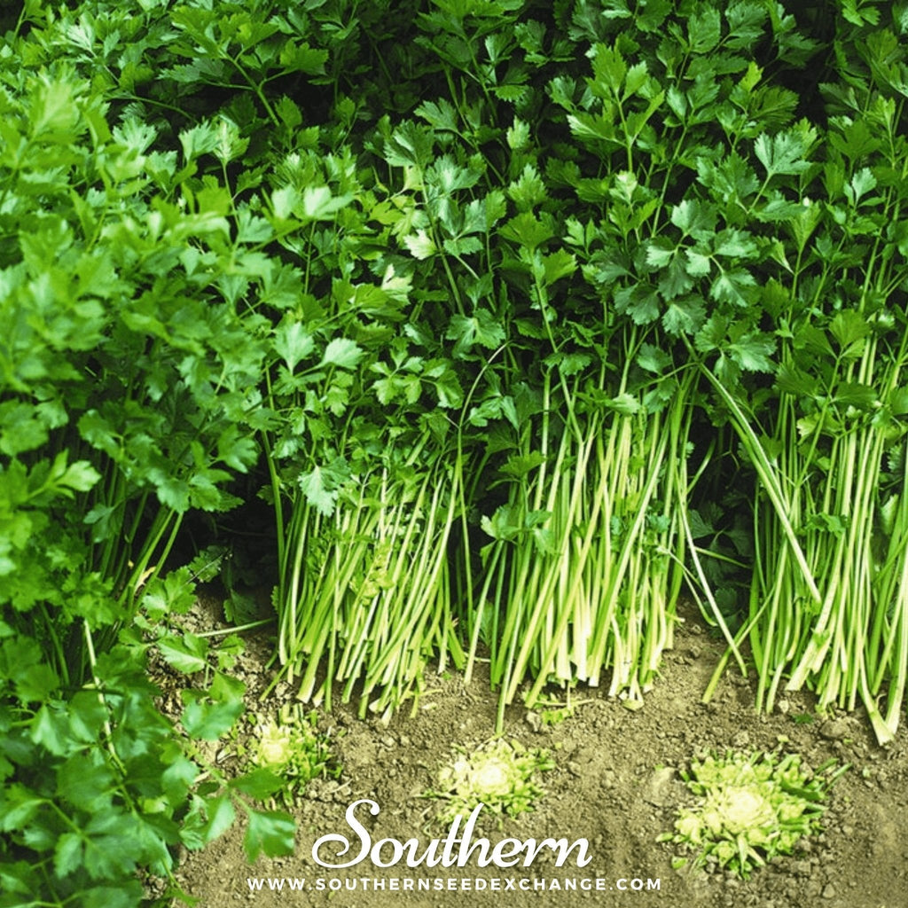 Cutting Celery – 200 Seeds Southern Seeds