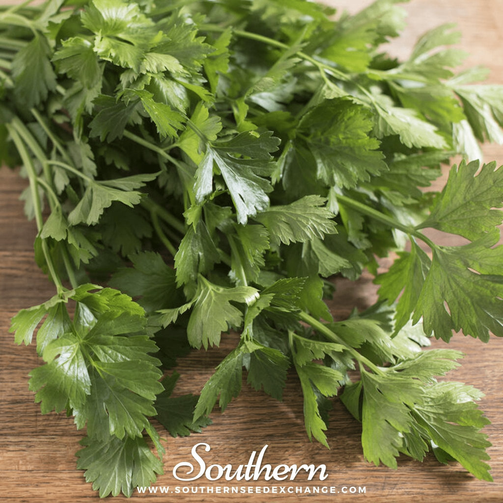 Cutting Celery – 200 Seeds Southern Seeds