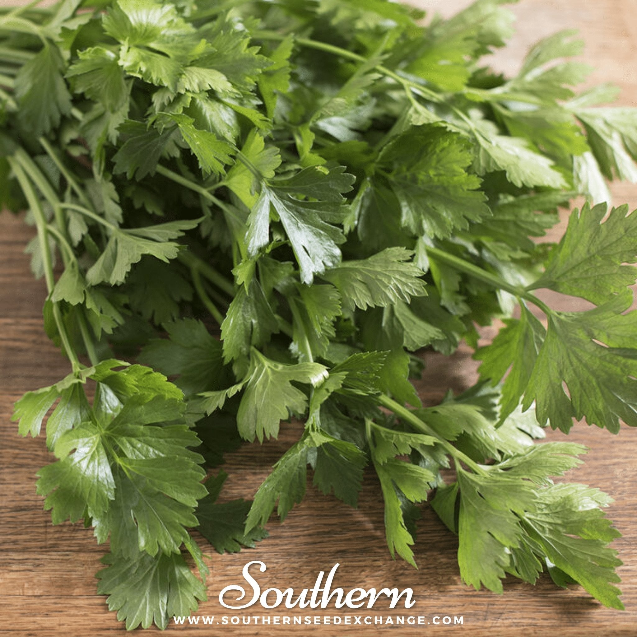 Cutting Celery – 200 Seeds Southern Seeds