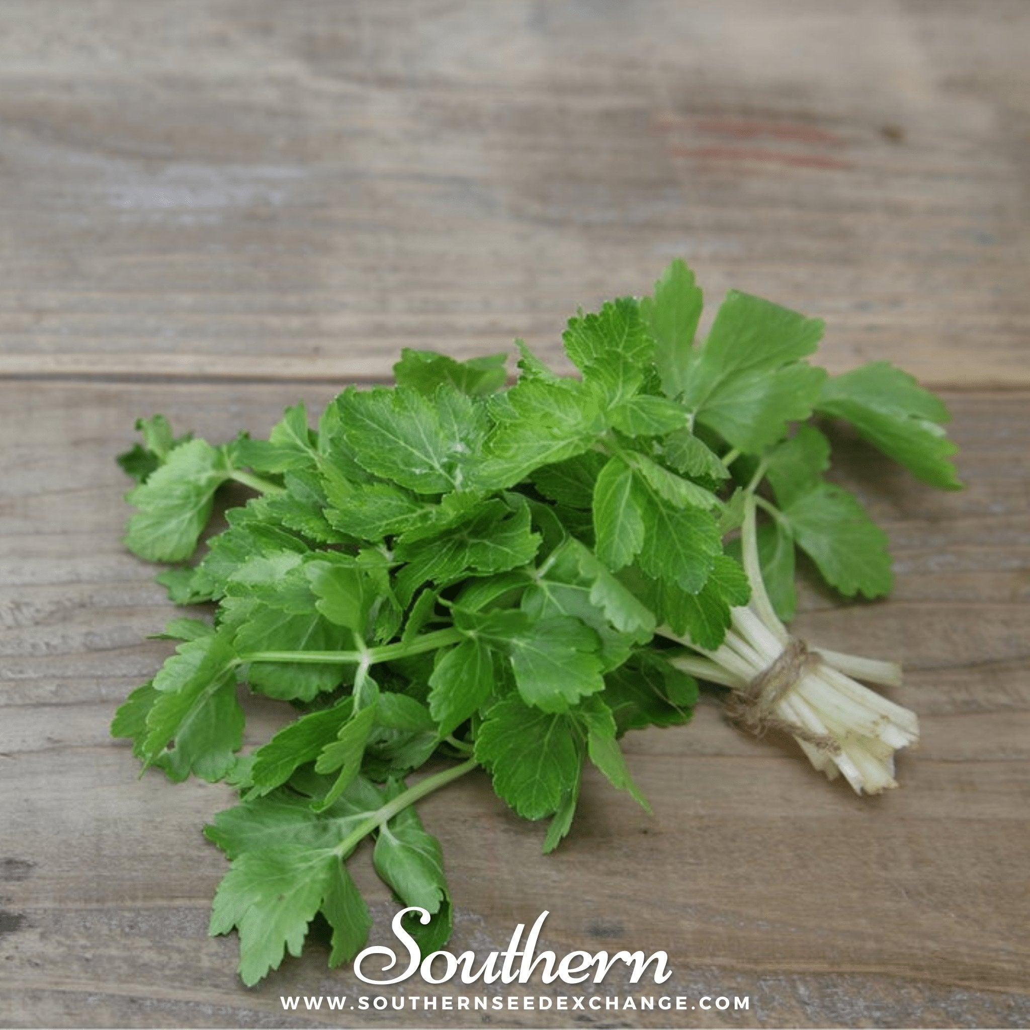 Cutting Celery – 200 Seeds Southern Seeds