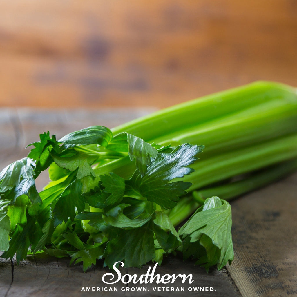 Tendercrisp Celery – 300 Seeds Southern Seeds