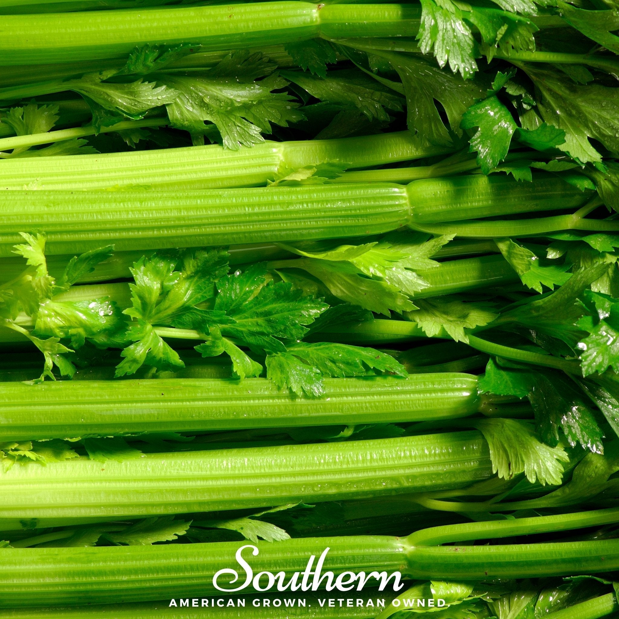 Tendercrisp Celery – 300 Seeds Southern Seeds