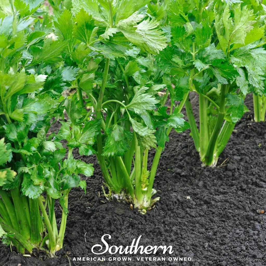 Tendercrisp Celery – 300 Seeds Southern Seeds