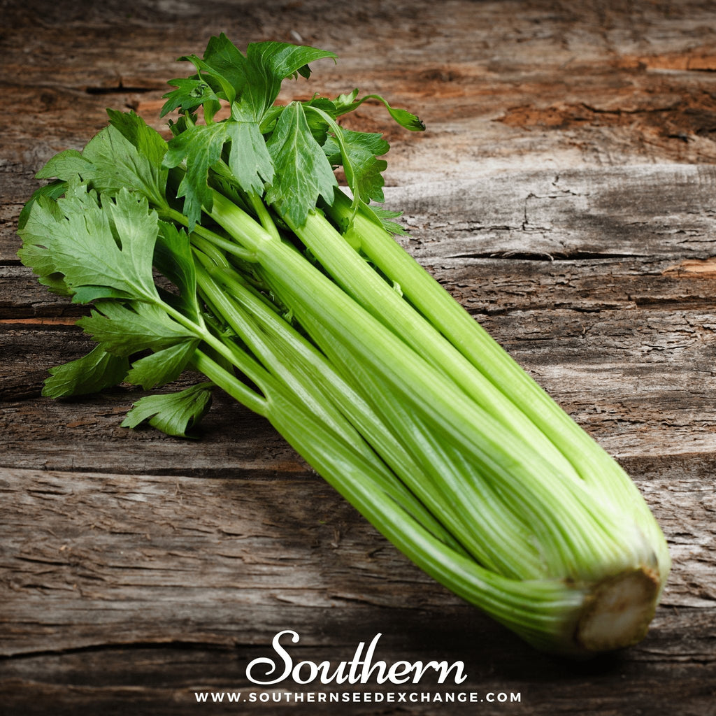 Utah 52-70 Celery – 300 Seeds Southern Seeds