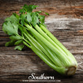 Utah 52-70 Celery – 300 Seeds Southern Seeds