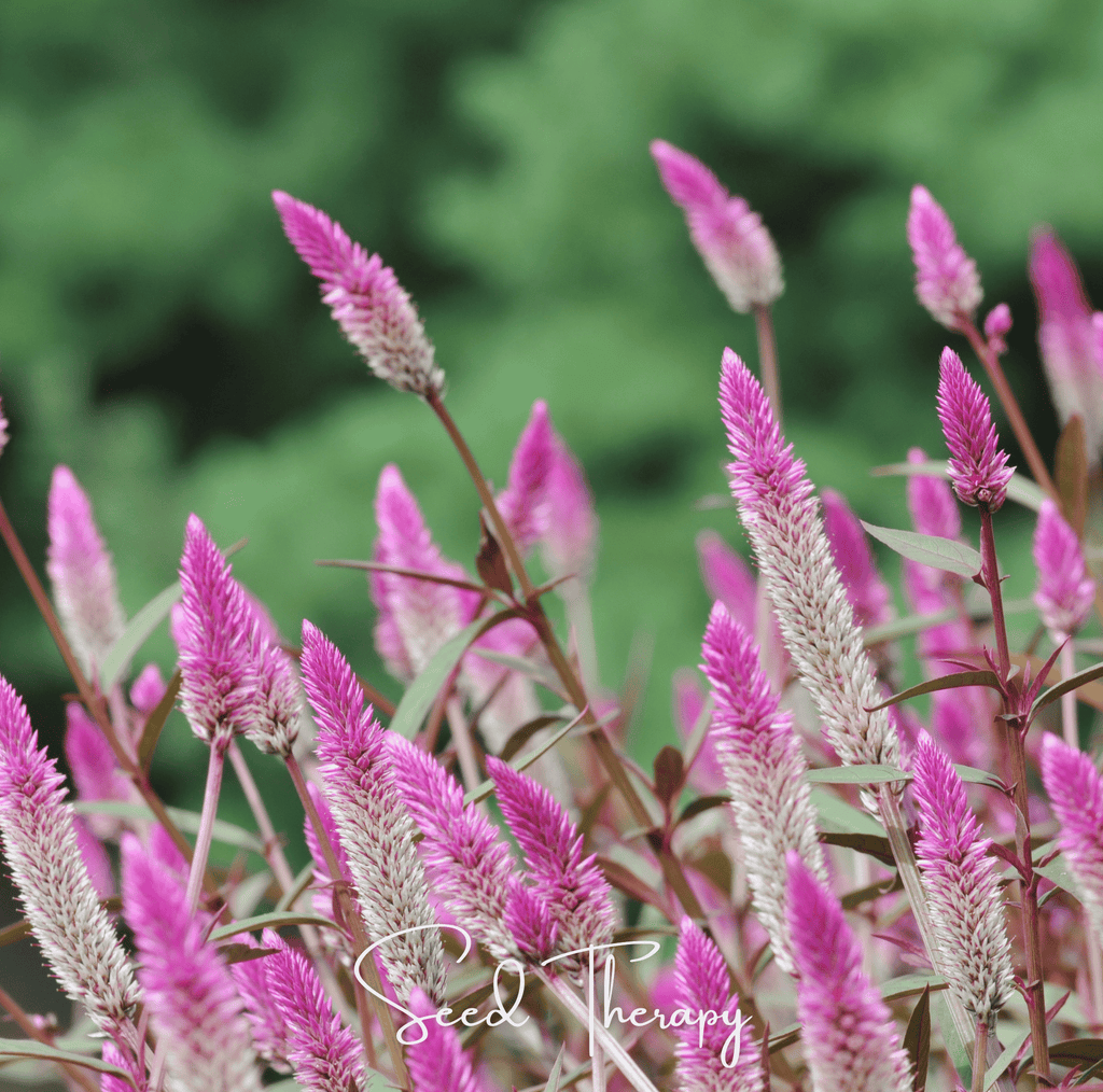 Flamingo Feather Celosia – 40 Seeds Southern Seeds