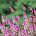 Flamingo Feather Celosia – 40 Seeds Southern Seeds