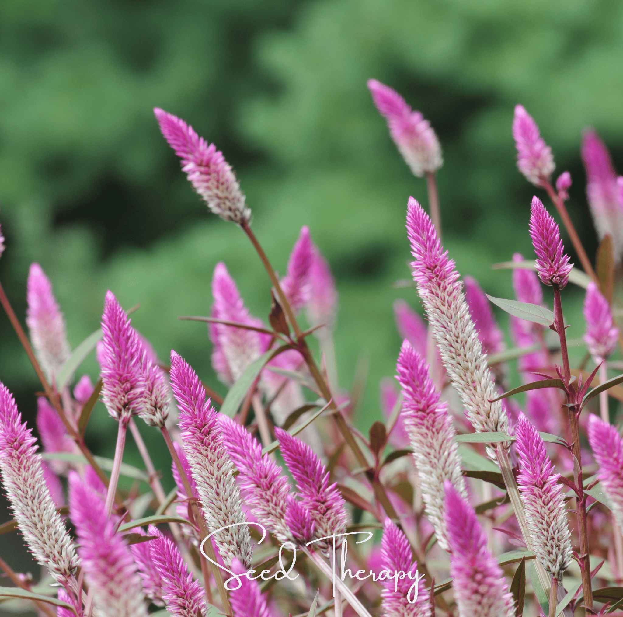 Flamingo Feather Celosia – 40 Seeds Southern Seeds