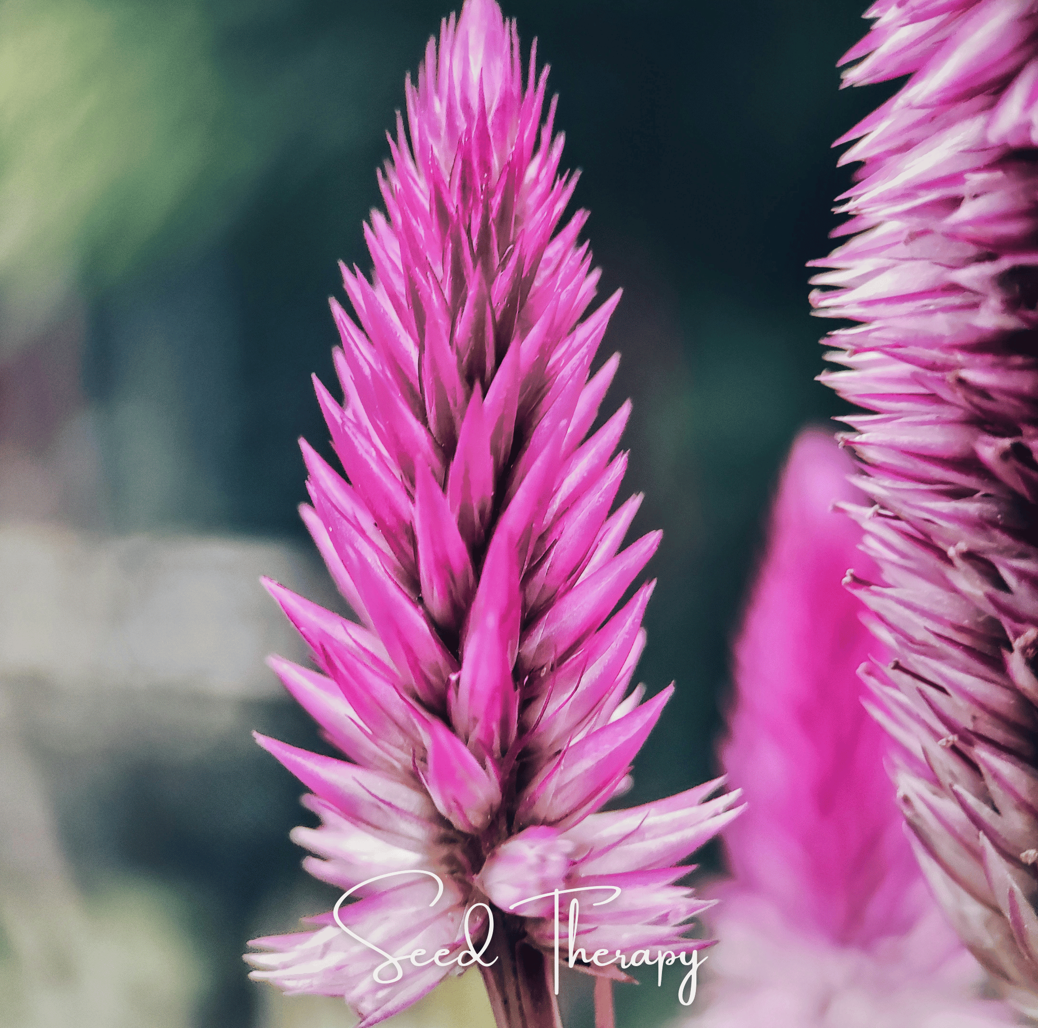 Flamingo Feather Celosia – 40 Seeds Southern Seeds