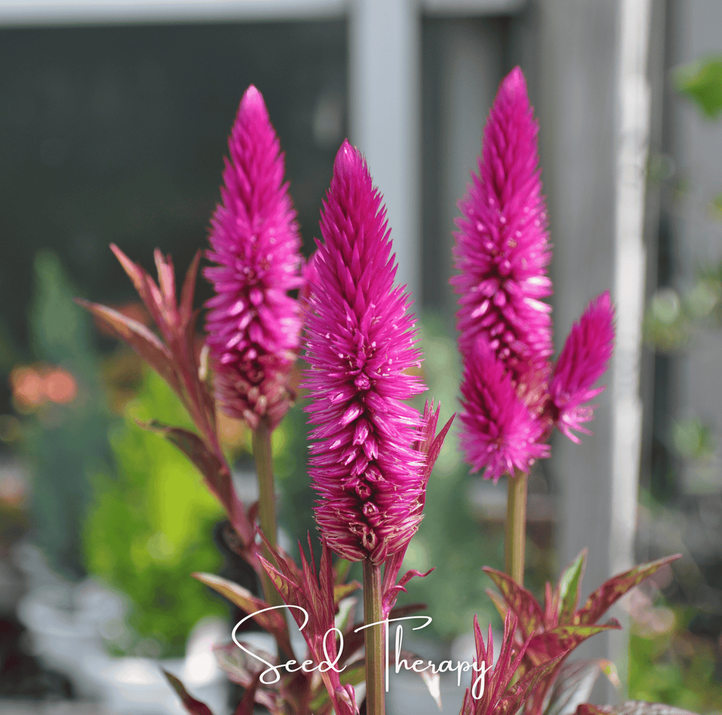 Flamingo Feather Celosia – 40 Seeds Southern Seeds