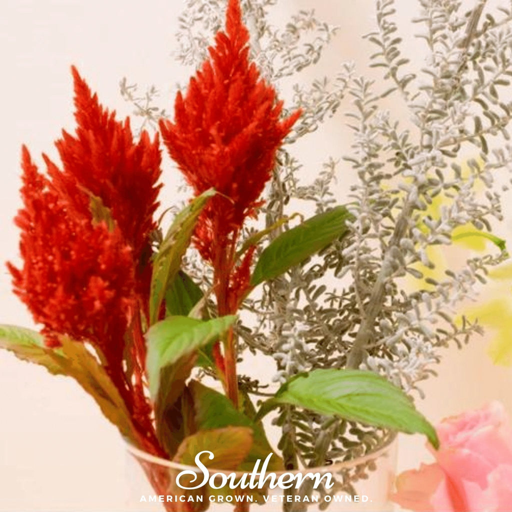 Nana Glitter Scarlet Celosia – 30 Seeds Southern Seeds