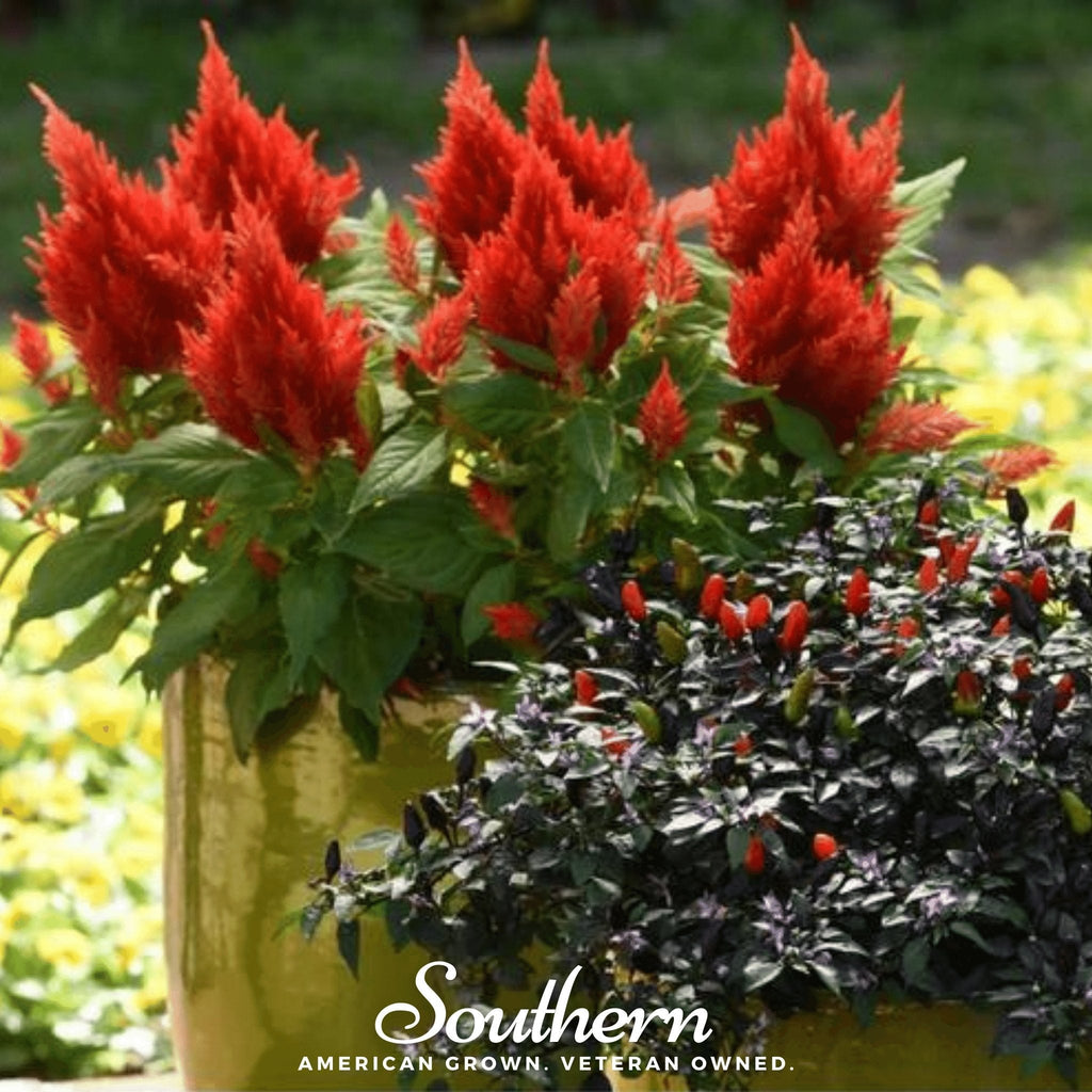 Nana Glitter Scarlet Celosia – 30 Seeds Southern Seeds