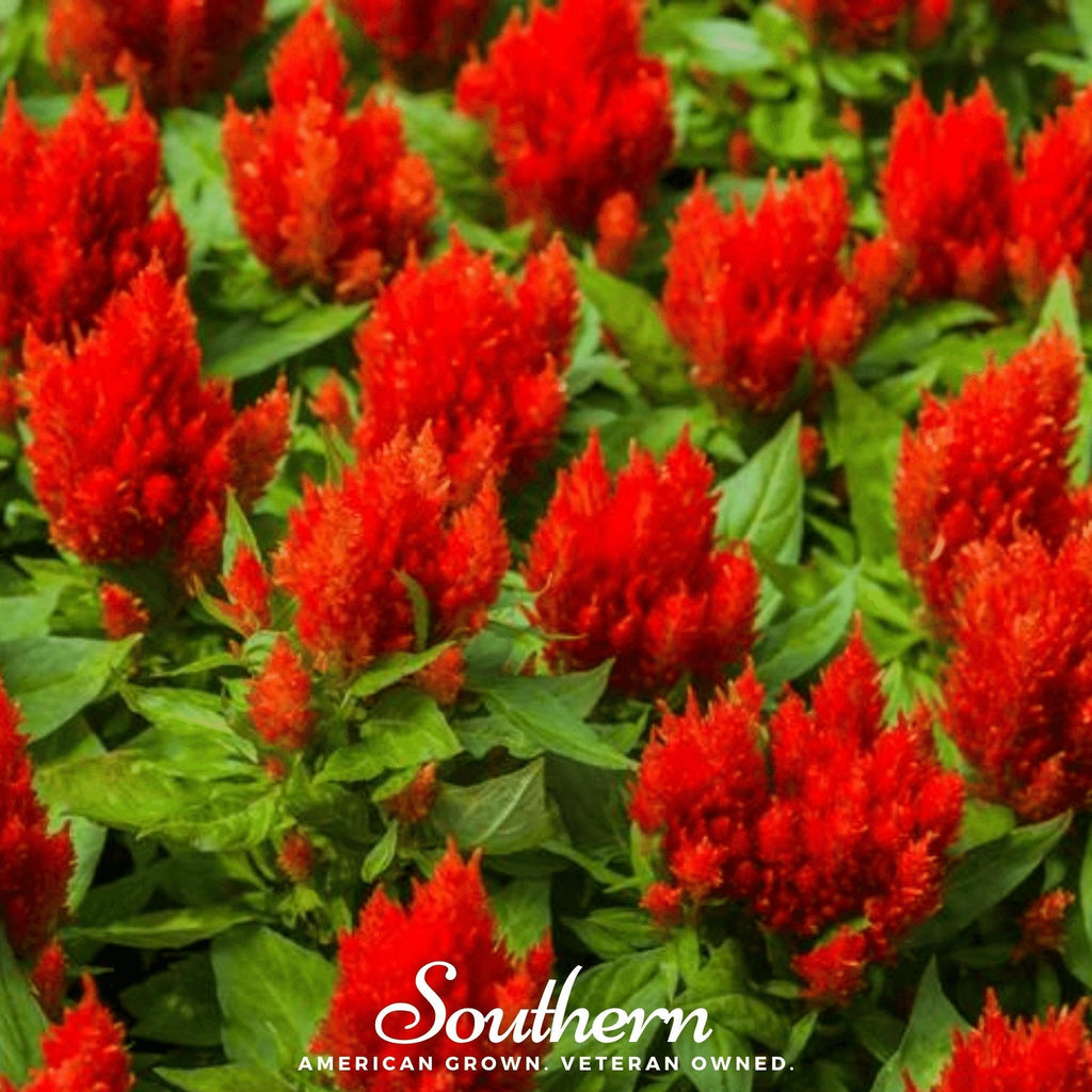 Nana Glitter Scarlet Celosia – 30 Seeds Southern Seeds