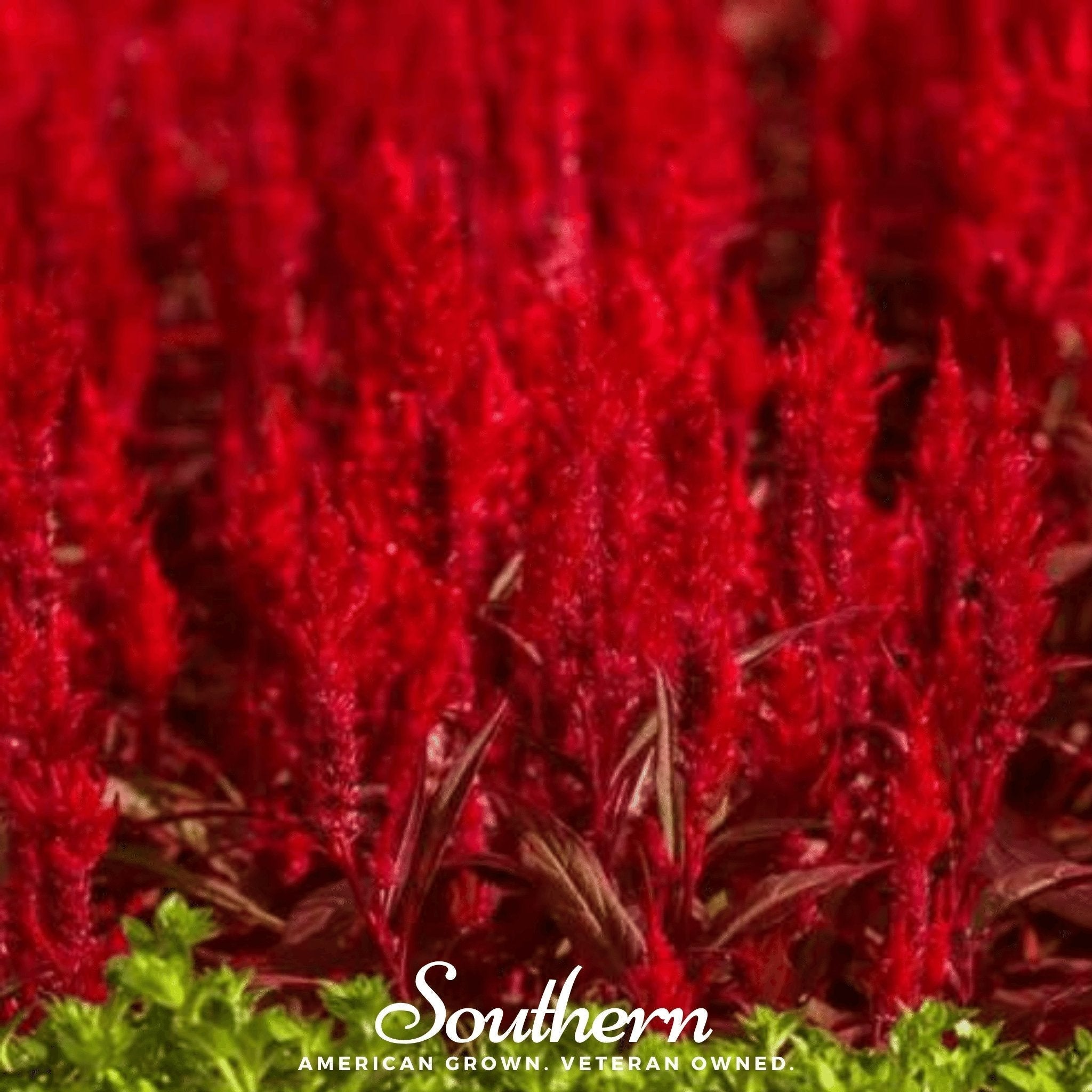 Nana Glitter Scarlet Celosia – 30 Seeds Southern Seeds