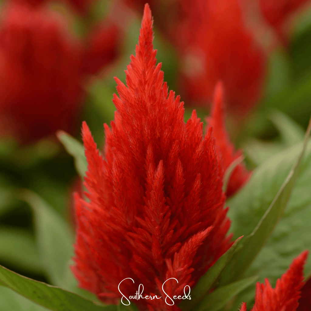 Scarlet Plume Celosia – 100 Seeds Southern Seeds