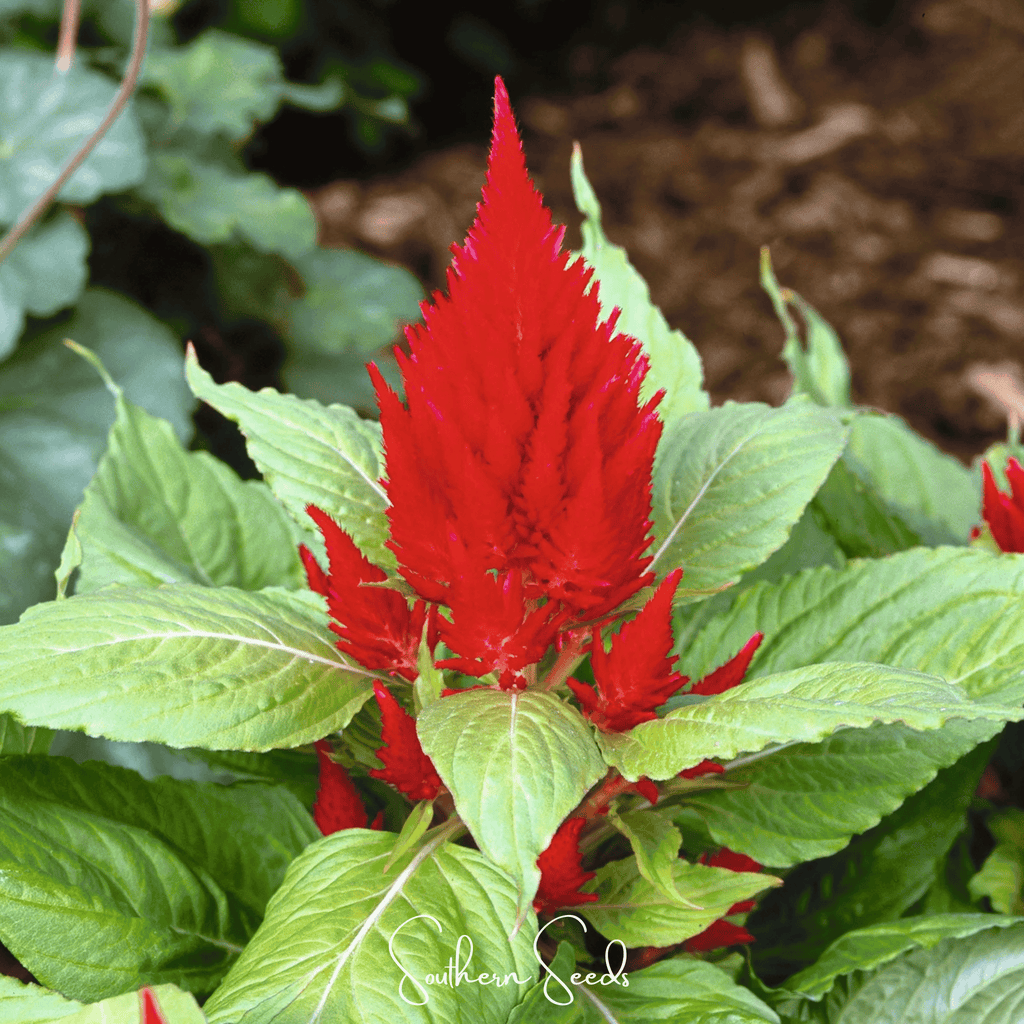 Scarlet Plume Celosia – 100 Seeds Southern Seeds