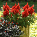 Scarlet Plume Celosia – 100 Seeds Southern Seeds