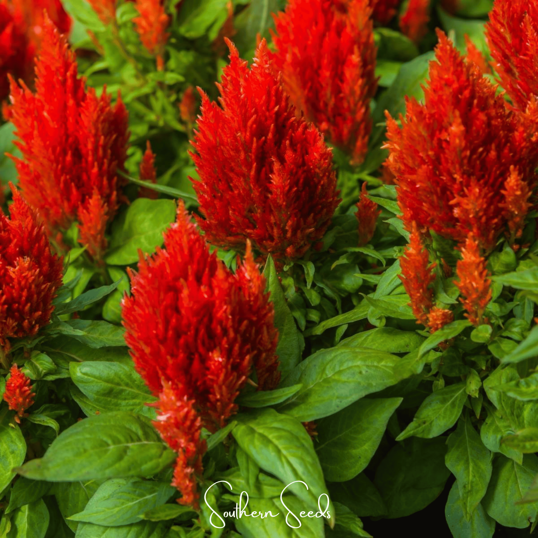 Scarlet Plume Celosia – 100 Seeds Southern Seeds