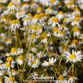 German Chamomile – 200 Seeds Southern Seeds