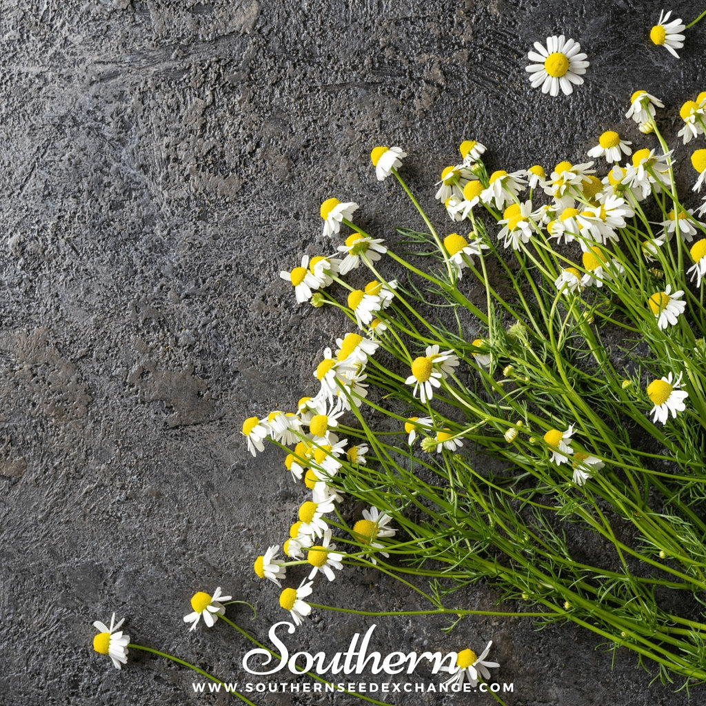 German Chamomile – 200 Seeds Southern Seeds