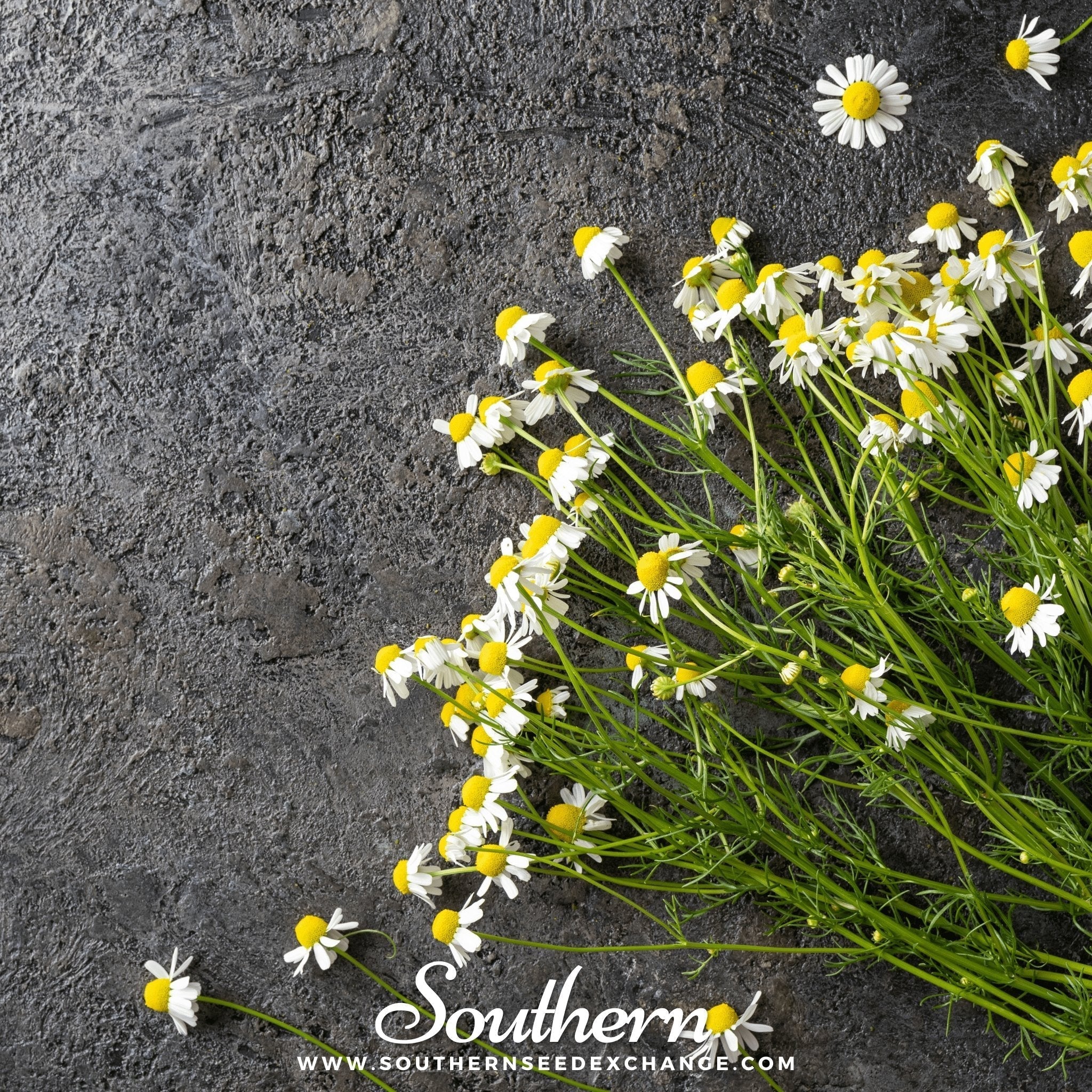 German Chamomile – 200 Seeds Southern Seeds