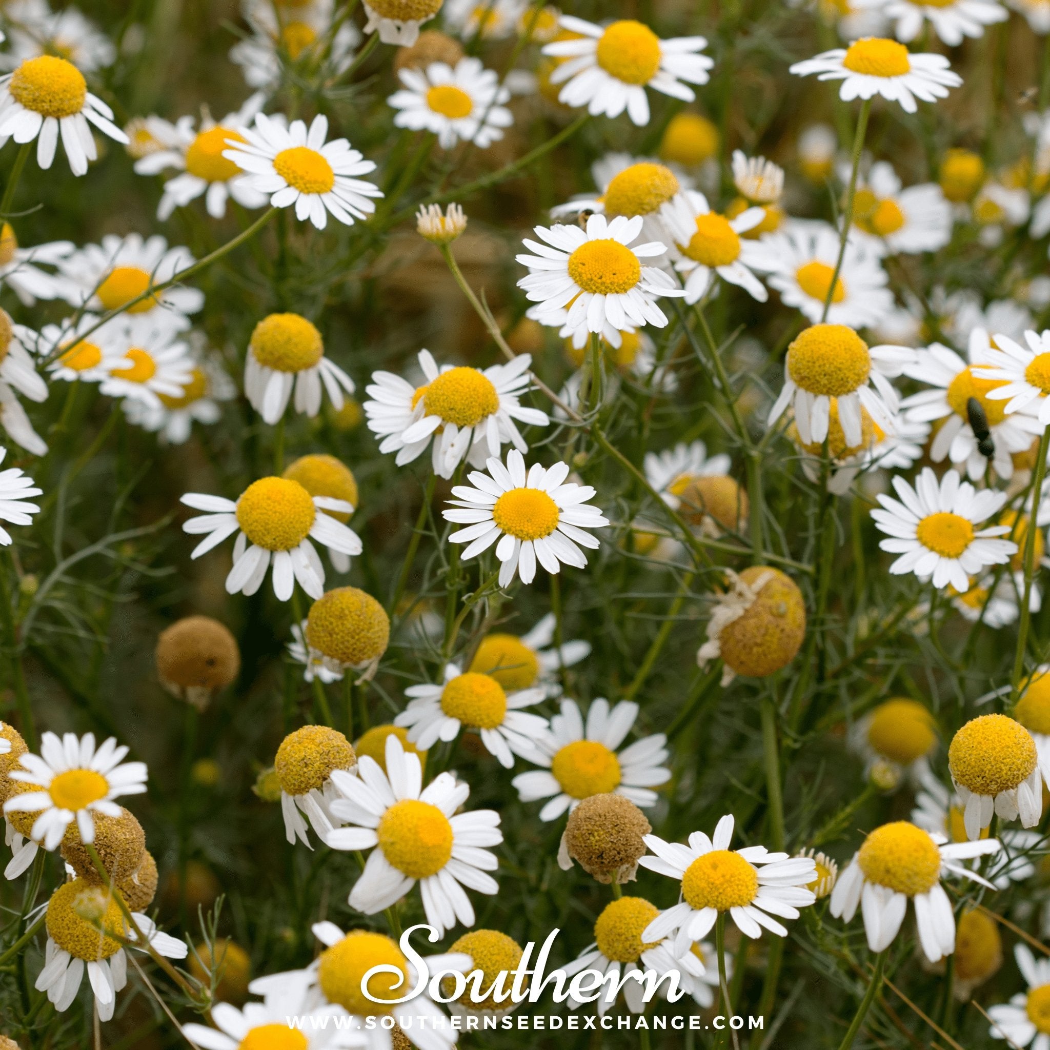 German Chamomile – 200 Seeds Southern Seeds