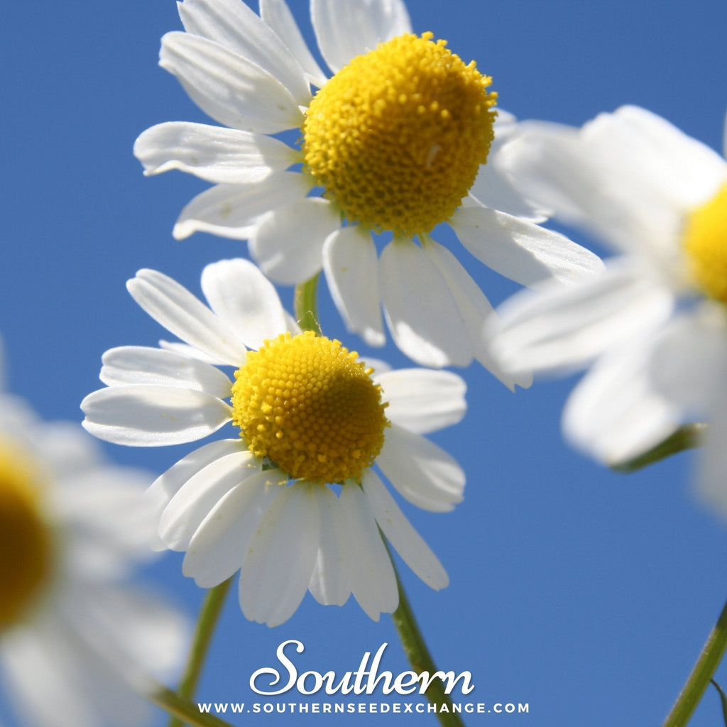 German Chamomile – 200 Seeds Southern Seeds