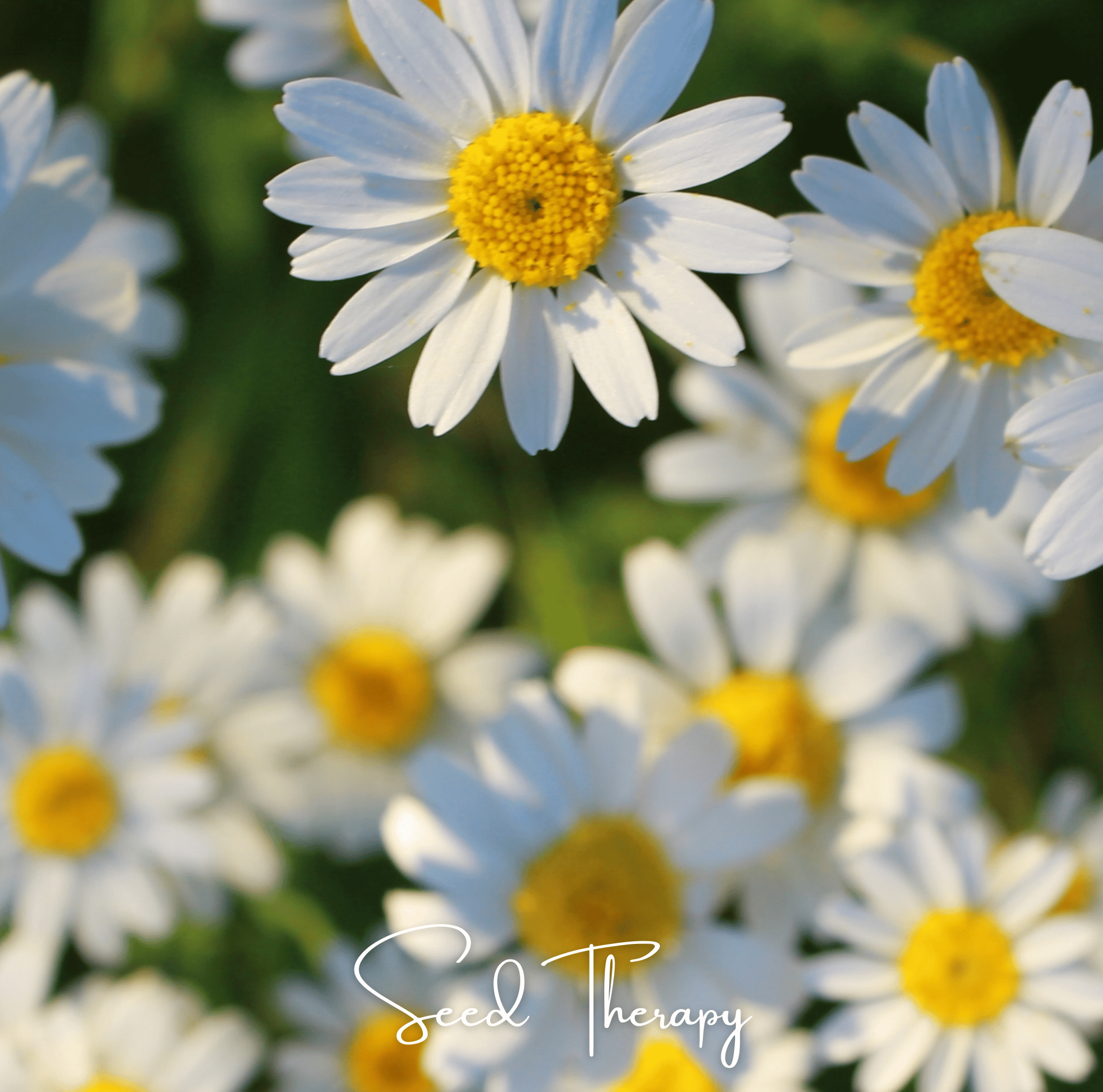 Roman Chamomile – 300 Seeds Southern Seeds
