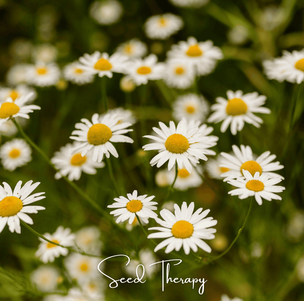 Roman Chamomile – 300 Seeds Southern Seeds