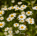 Roman Chamomile – 300 Seeds Southern Seeds