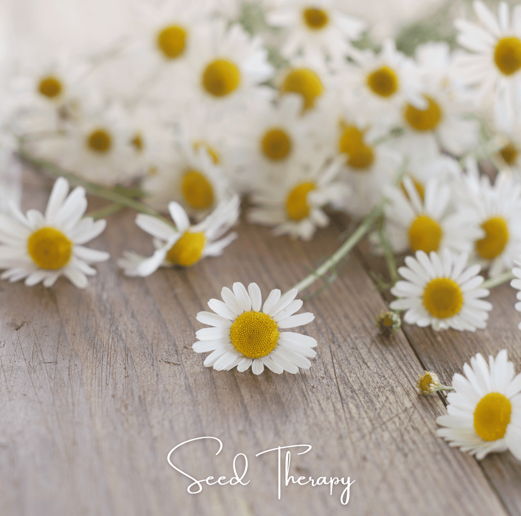 Roman Chamomile – 300 Seeds Southern Seeds