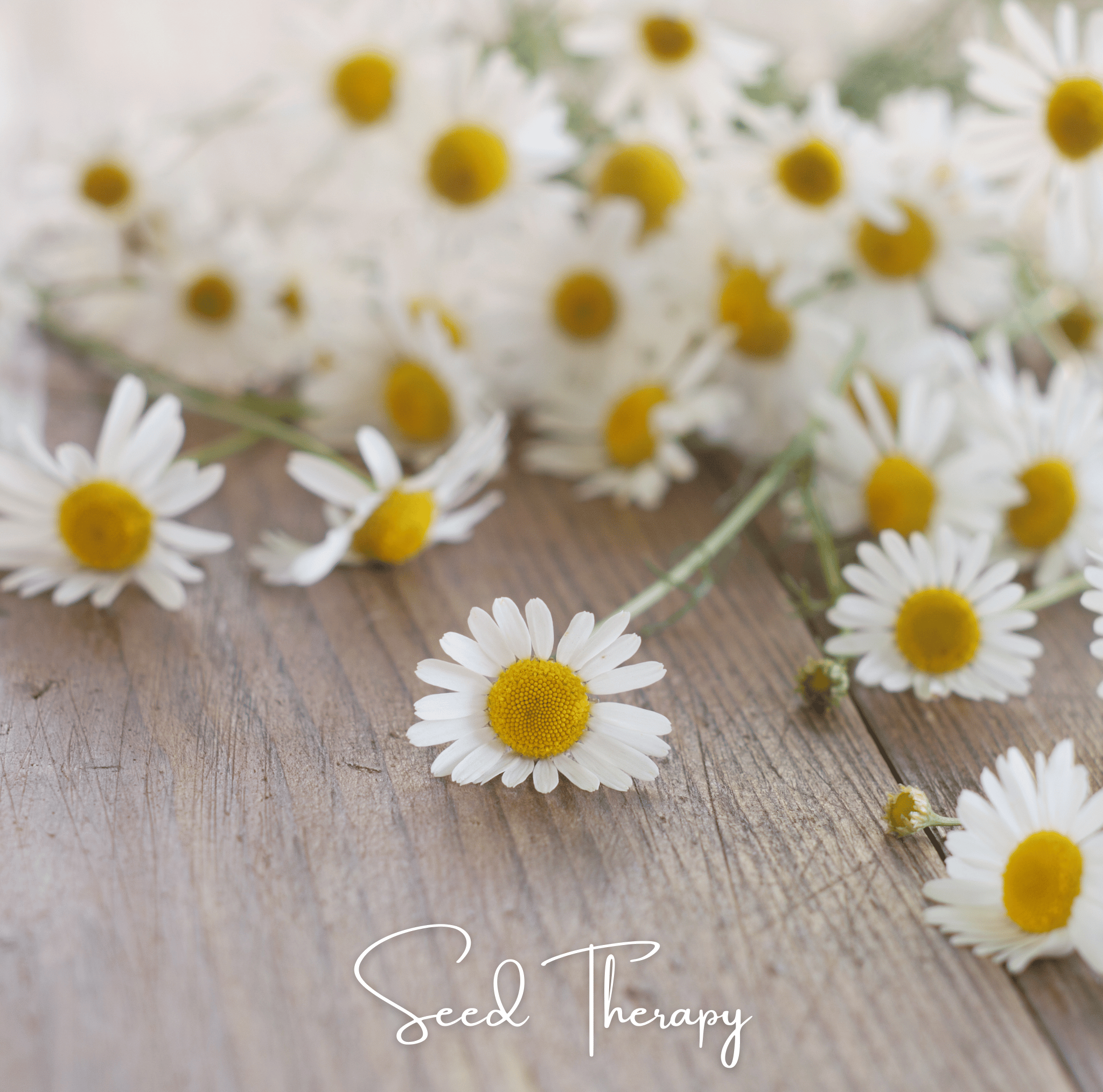 Roman Chamomile – 300 Seeds Southern Seeds