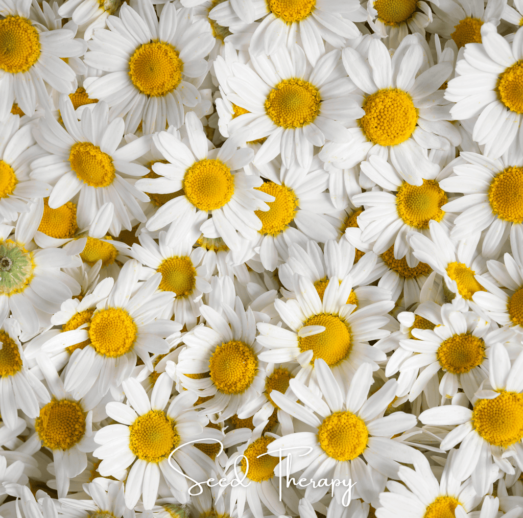 Roman Chamomile – 300 Seeds Southern Seeds