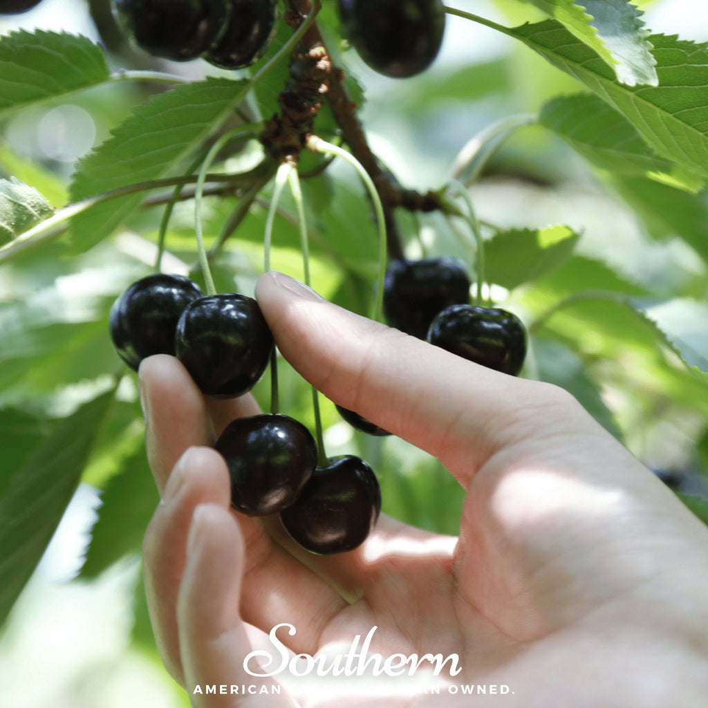 Black Cherry – 15 Seeds Southern Seeds