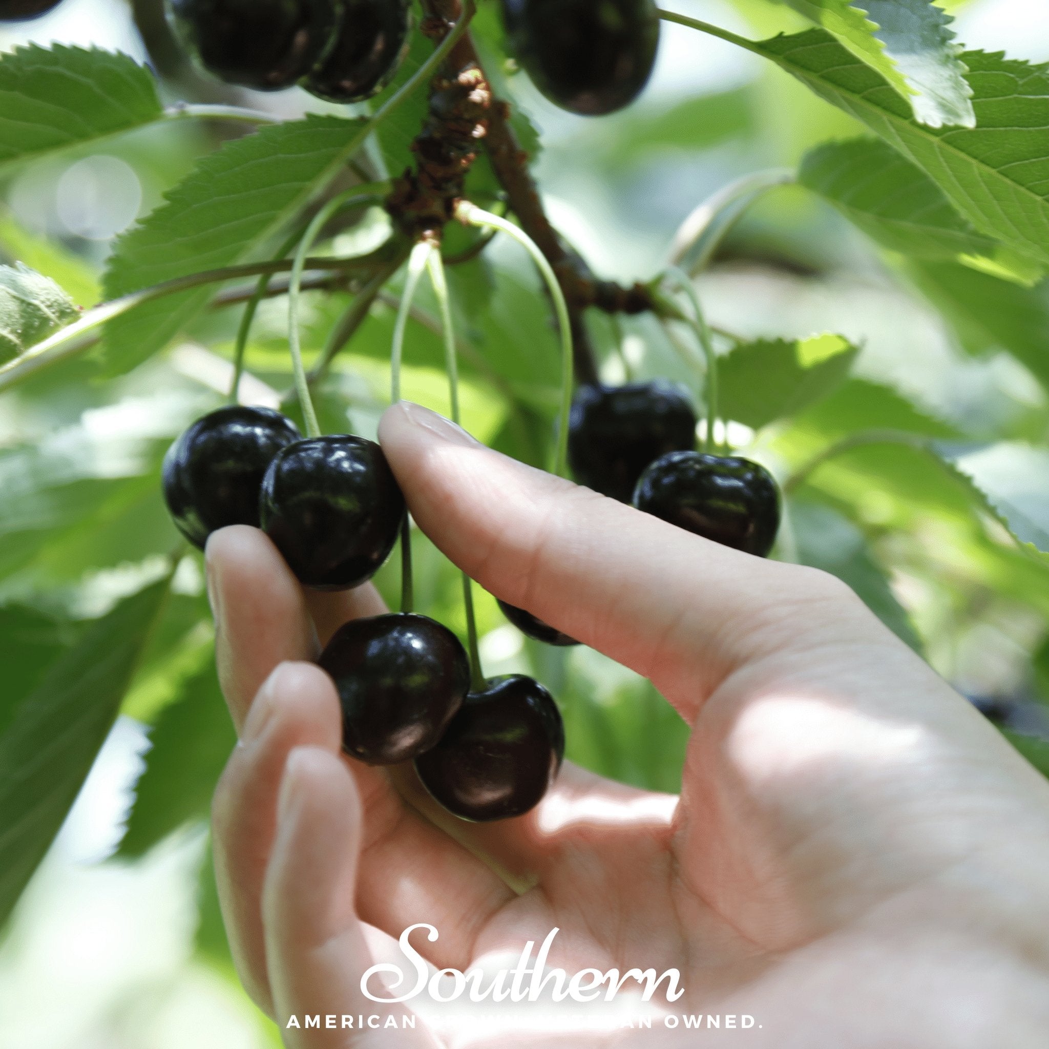 Black Cherry – 15 Seeds Southern Seeds