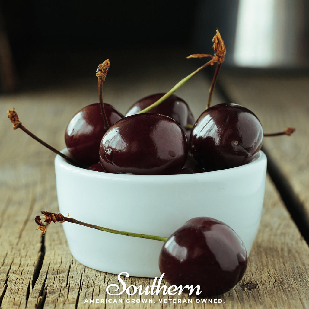 Black Cherry – 15 Seeds Southern Seeds