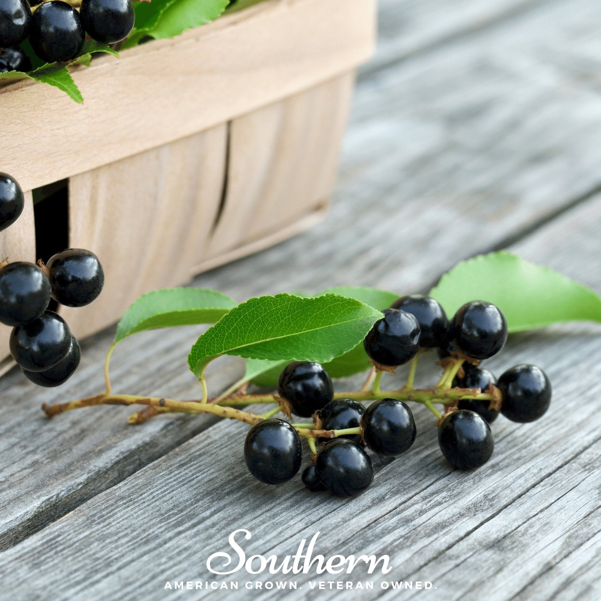 Black Cherry – 15 Seeds Southern Seeds