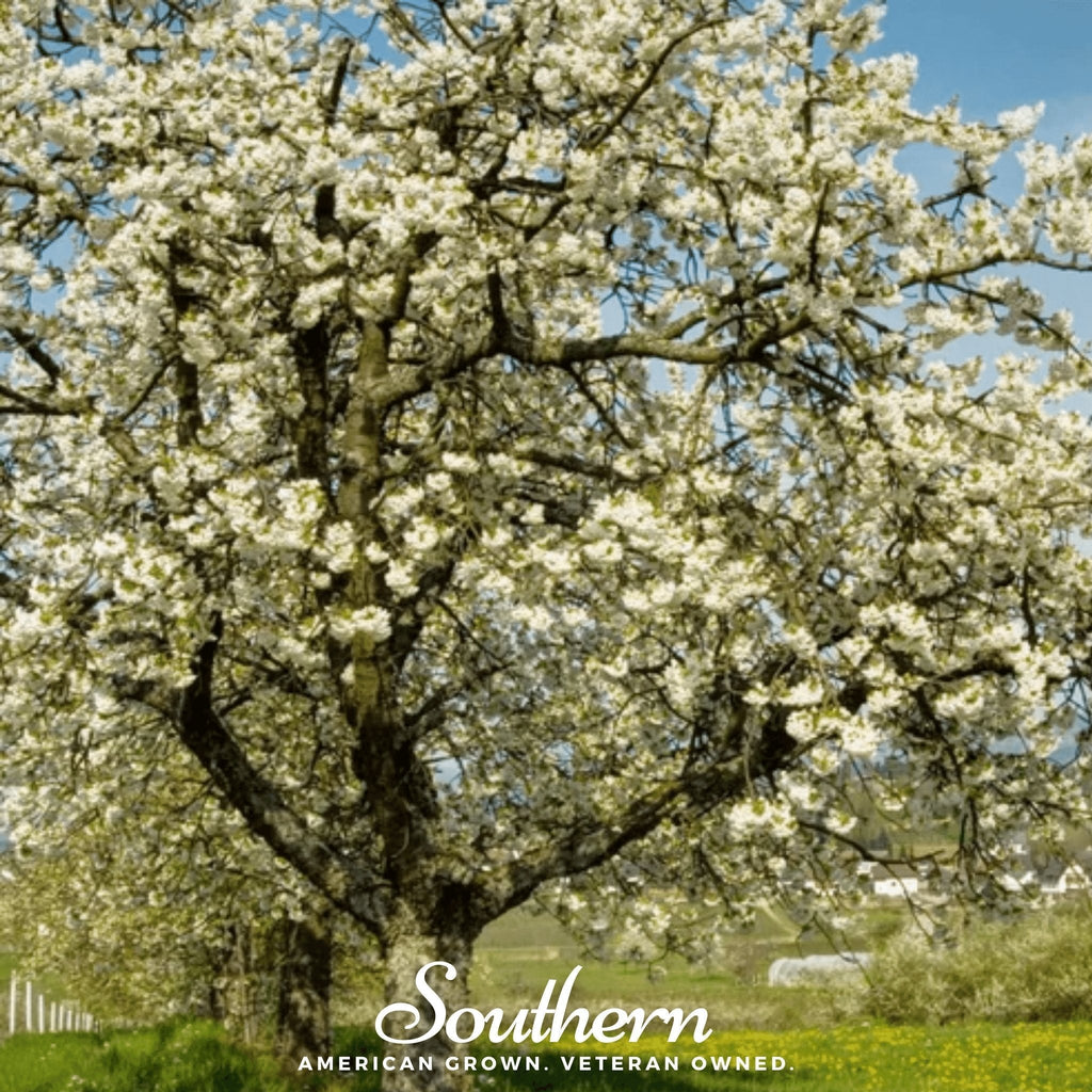 Black Cherry – 15 Seeds Southern Seeds